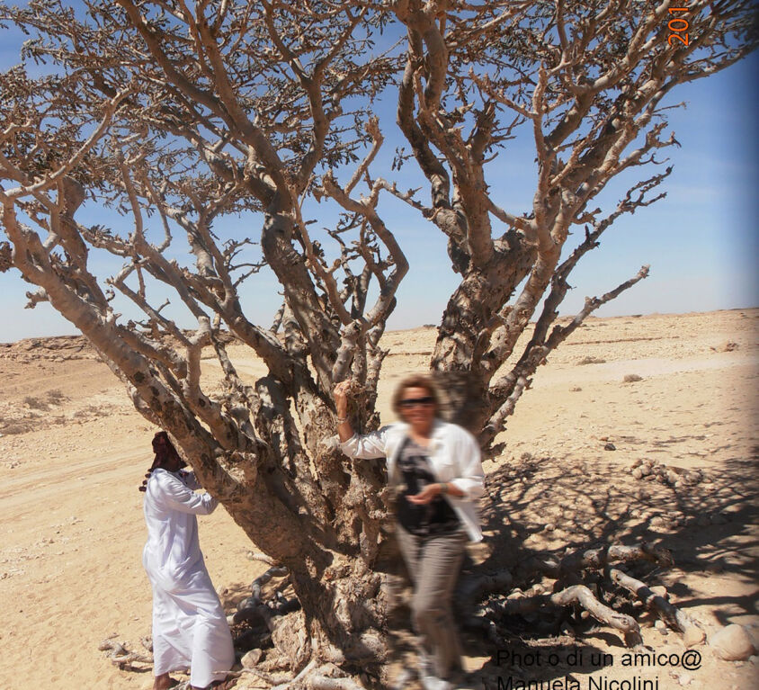 Wholesale: Frankincense Boswellia Sacra From Oman And Myrrh, Incense And Myrrh Retail. Frankincense And Myrrh Essential Oils  Wholesale.