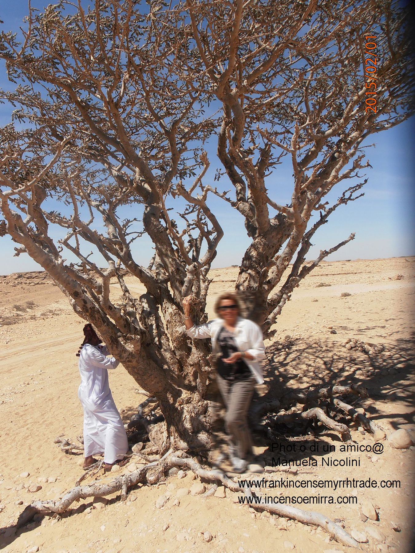 Frankincense And Myrrh Info - Learn About Frankincense And Myrrh Trees