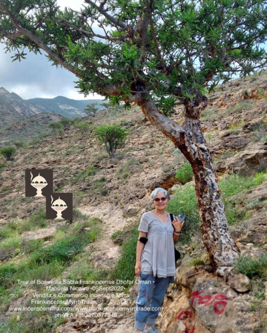 Boswellia Sacra Frankincense Tree in Dhofar Sultanate on Oman
