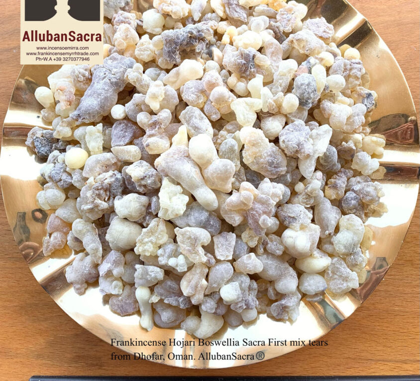 Frankincense Al Hojari Boswellia Sacred Resin Grains First Grade from Dhofar Oman.