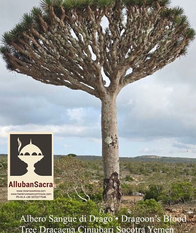Dragon’s Blood from Socotra Yemen in pure tears resins from Dracaena Cinnibari Trees. AllubanSacra.